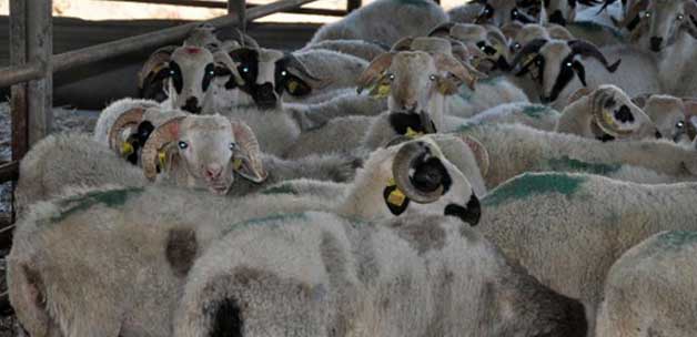 Kurbanda çevreyi kirletenlere bin TL ceza