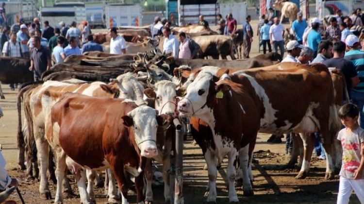 Kurbanlık alırken yaşına dikkat