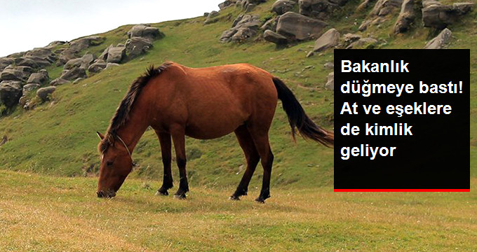 At ve Eşeklere Kimlik Geliyor