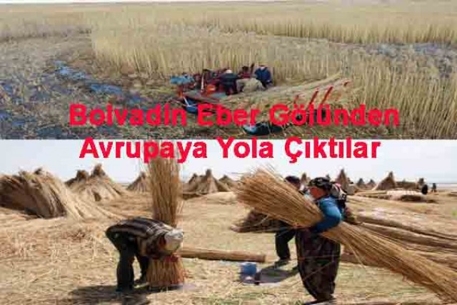 Ekmeklerini Kamıştan Çıkarıyorlar…Bolvadin&rsquo;den Avrupaya Kamış İhracı…
