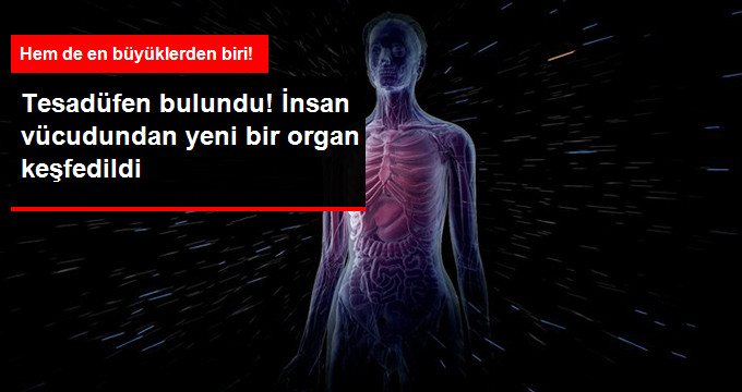 İnsan Vücudunda Yeni Bir Organ Keşfedildi