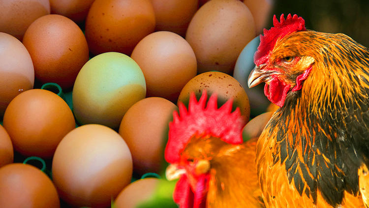 ‘Kanser ilaçları yumurtlayan’ tavuk yetiştirildi