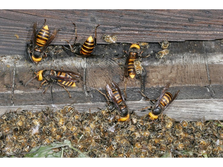 Asya kökenli katil eşek arıları ABD’de görülmelerinin ardından  İspanya’ya da görüldü