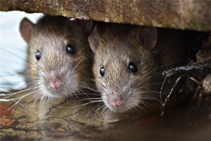 Hong Kong&rsquo;da Gizemli sıçan hepatit E virüsü yayılıyor