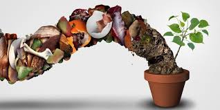 Gıda Atıklarını Değerlendirmenin Yolu: Evde Kompost Yapmak
