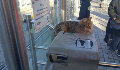 Turnikenin üstündeki kedi vatandaşların ilgisini çekti