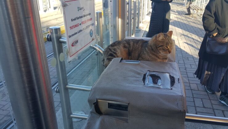 Turnikenin üstündeki kedi vatandaşların ilgisini çekti