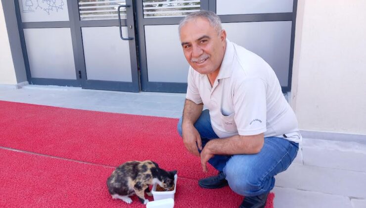 Sevimli kedi, Emirdağ Mithatpaşa Ortaokulu’nun bekçiliğini yapıyor