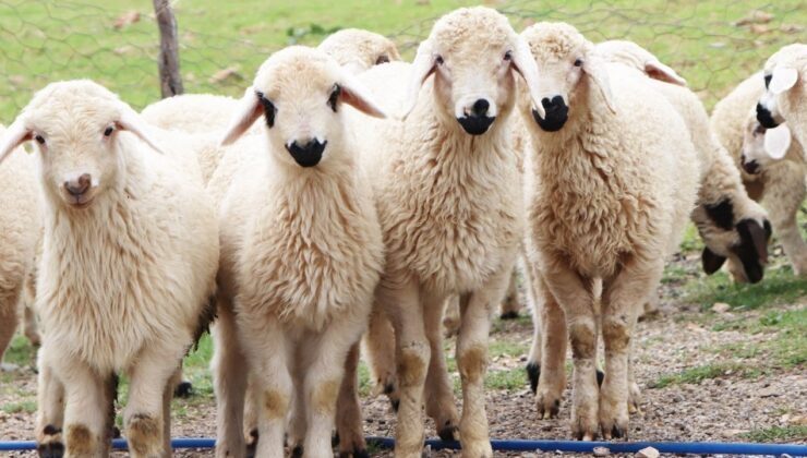 Avrupa İnsan Hakları Mahkemesi (AİHM), “helal kesim” olarak adlandırılan, hayvanların uyutulmadan kesilmesini yasaklayan düzenlemelerin, inanç özgürlüğüne aykırı olmadığına ve ayrımcılık içermediğine karar verdi.