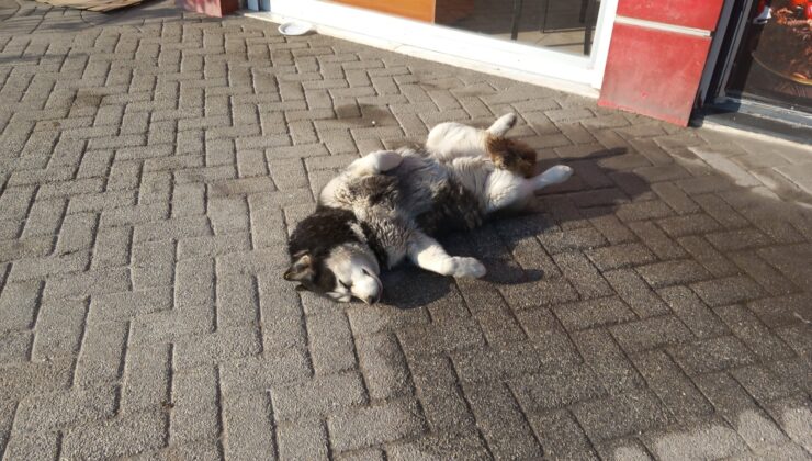 Eskişehir’de sevimli köpek, güneş sefasında görenleri gülümsetiyor