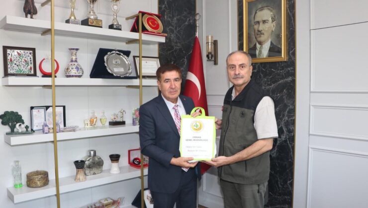 Seyitgazi ilçesinde yanan ormanların yerine yeniden ağaçlandırma çalışmaları yapılacak