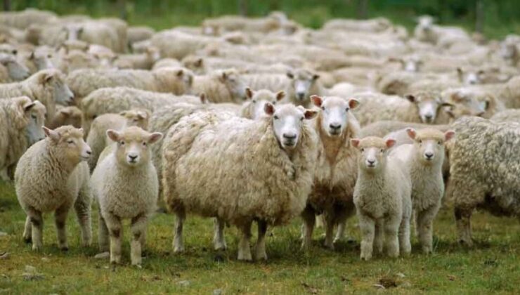 Türkiye&rsquo;de Çiftçilere Küçükbaş Hayvan Desteği!