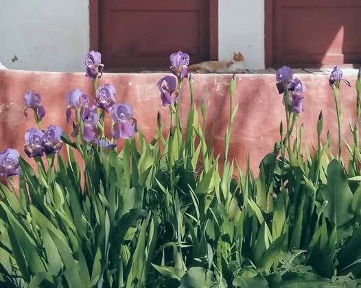 EMİRDAG CAMİLİ KÖYÜN&rsquo;DE  GEÇMİŞTE CAMİLİ&rsquo;DE HIDRELLEZ