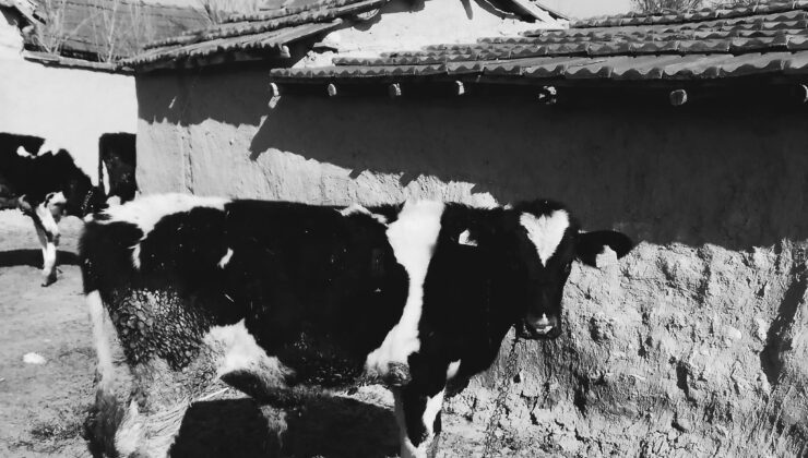 EMİRDAG CAMİLİ KÖYÜ&rsquo;DE SIĞIR İĞLE……..