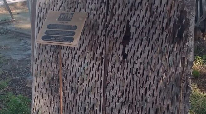 EMİRDAG CAMİLİ KÖYÜ&rsquo;NDE  CAMİLİDEN BİR NOSTALJİ KEÇELİ HASAN AGANIN HARMANI