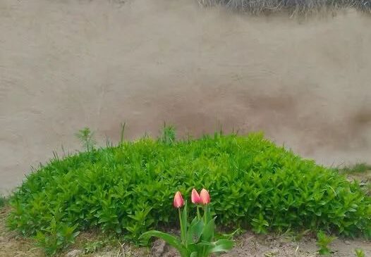 GEÇMİŞTE CAMİLİ’DE     AVUL DİKENLEMEK