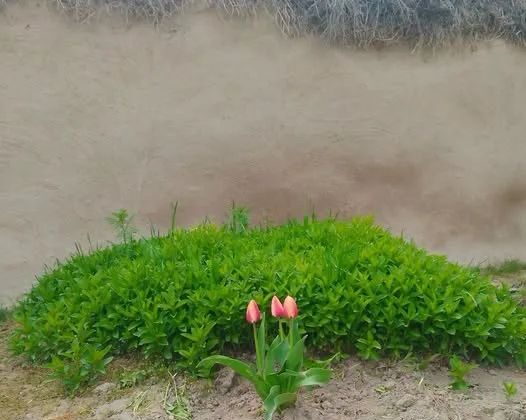 GEÇMİŞTE CAMİLİ’DE     AVUL DİKENLEMEK