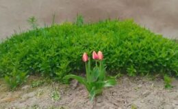 GEÇMİŞTE CAMİLİ’DE     AVUL DİKENLEMEK