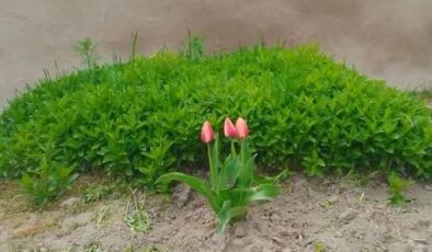 GEÇMİŞTE CAMİLİ’DE     AVUL DİKENLEMEK