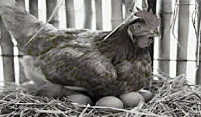 GEÇMİŞTE CAMİLİ’DE ÇILIK ÇIKMAK