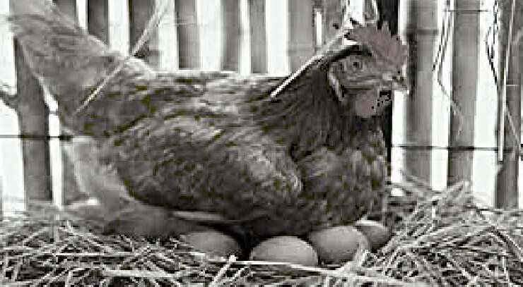 GEÇMİŞTE CAMİLİ’DE ÇILIK ÇIKMAK